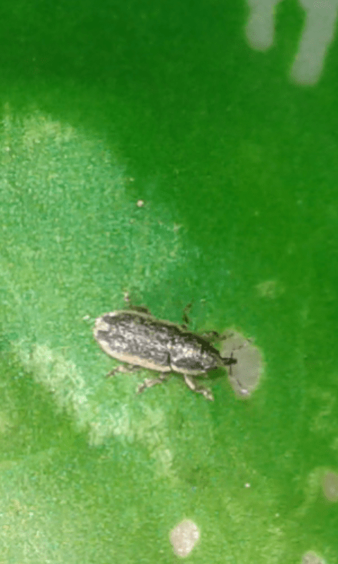 Curculionidae : Mecinus circulatus? S